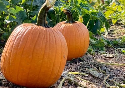 Carrigan Farms Pumpkin Patch In Mooresville NC