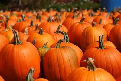 Page Farms Pumpkin Patch In Raleigh NC