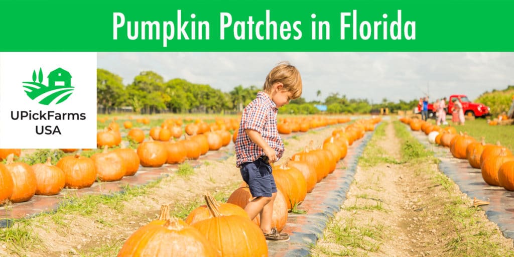 Best Pumpkin Patches In Florida