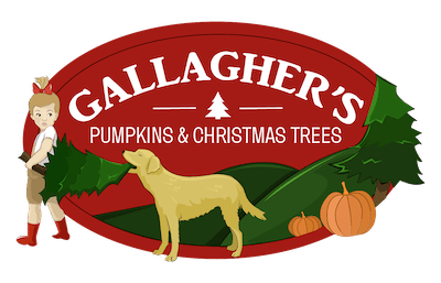 Gallagher’s Pumpkins and Christmas Trees In Saint Petersburg FL