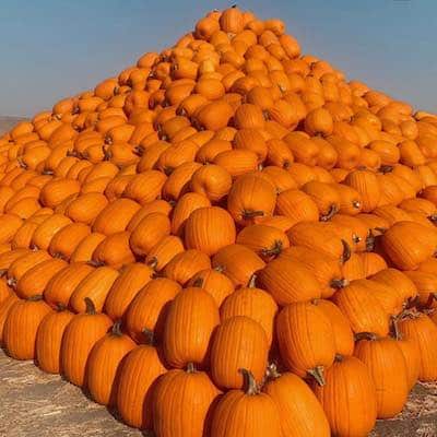 Spina Farms Pumpkin Patch In Morgan Hill CA