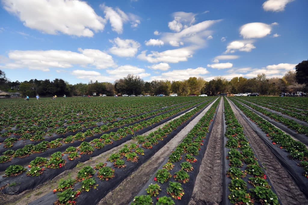 A strawberry picking farm in Gainesville Florida