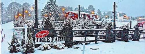 Coopers Tree Farm In Georgia