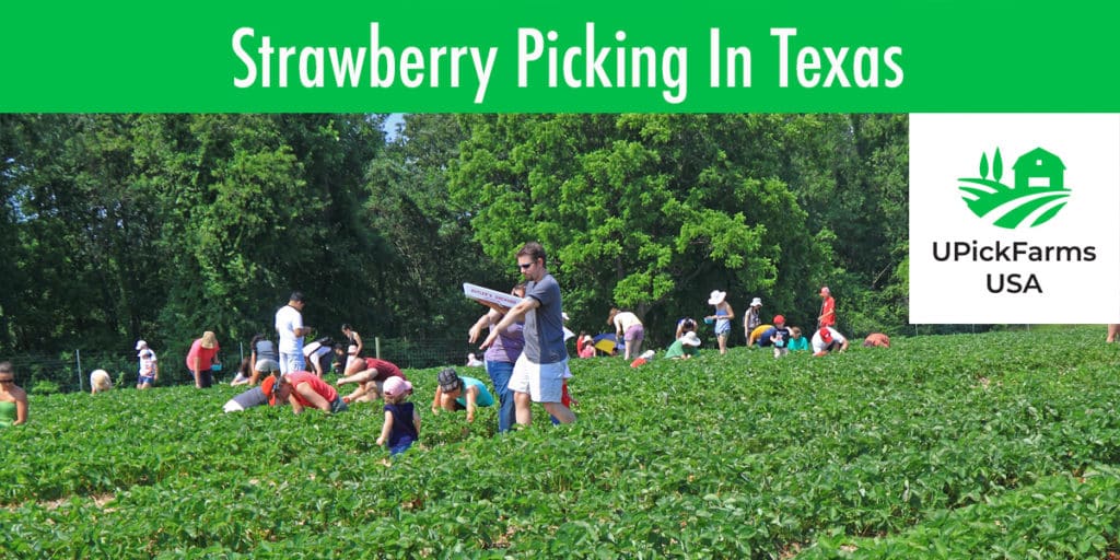 Strawberry Picking In Texas - Farms To Pick Strawberries