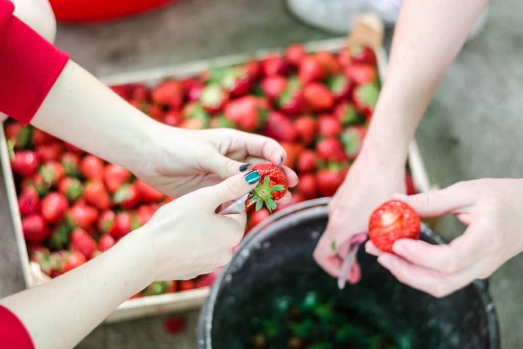 Preserving Freshly Picked Strawberries